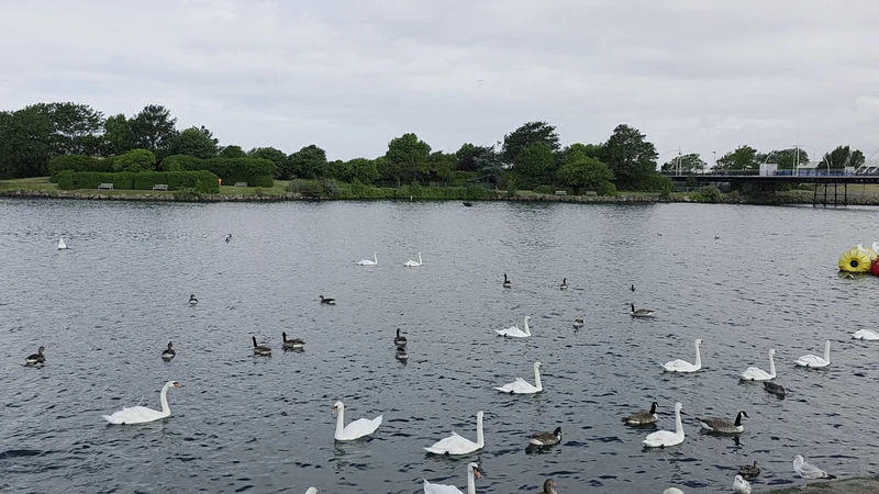King's Gardens and South Marine Gardens — image 3