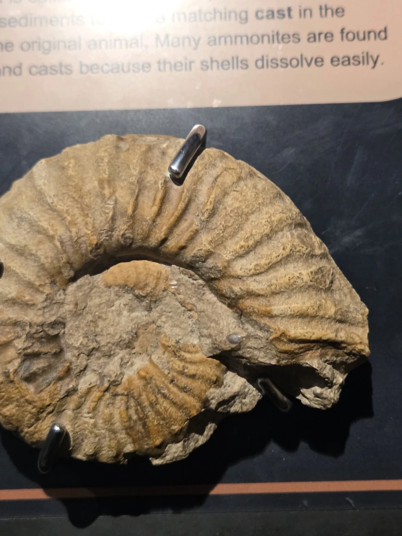 Las Vegas Science & Natural History Museum — image 2