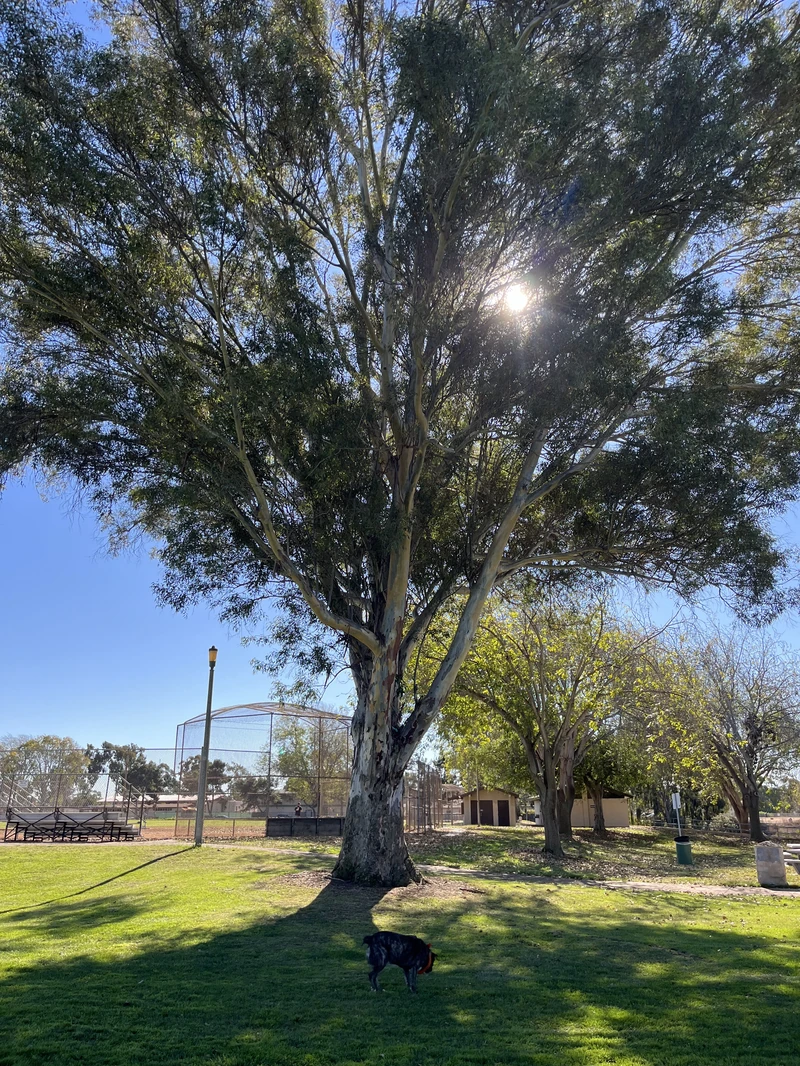 Tecolote Canyon Natural Park and Nature Center — image 10