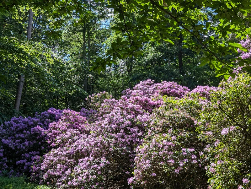 Heidelberg Botanical Garden — image 6