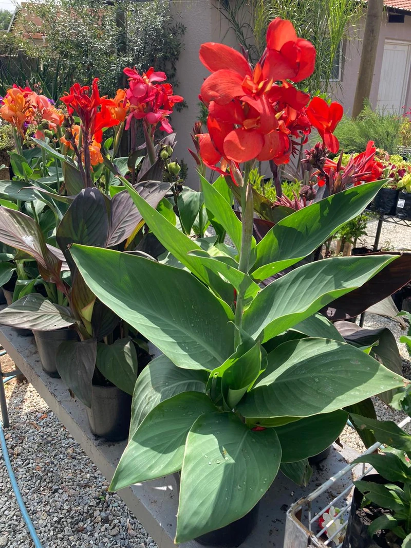 Gardenvale Plant Nursery — image 12