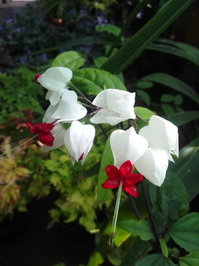 Gardenvale Plant Nursery — image 25